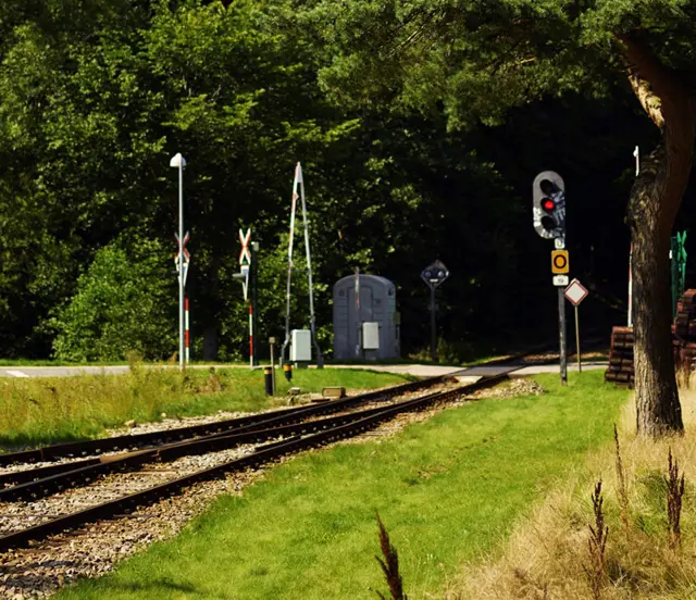 Beskæring af træer og buske