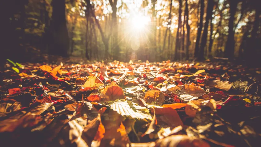 Det milde efterår giver udfordringer